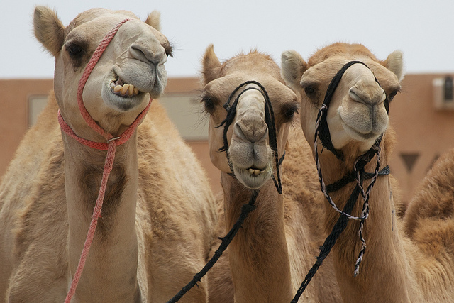 Al Ain Camel Market